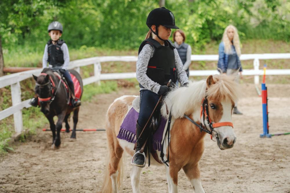 Pension chevaux près de Orléans