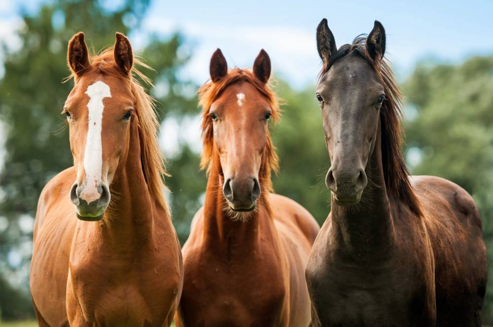 chevaux-pre